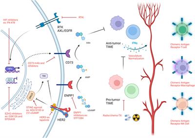 Tailoring therapies to counter the divergent immune landscapes of breast cancer